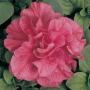 Seminte profesionale  Petunia grandiflora - flori duble - imagine 48755